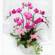 台湾鲜花,蝴蝶兰