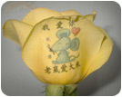 玫瑰颜色,黄玫瑰