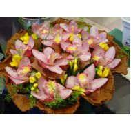 花惠兰,蝶恋花